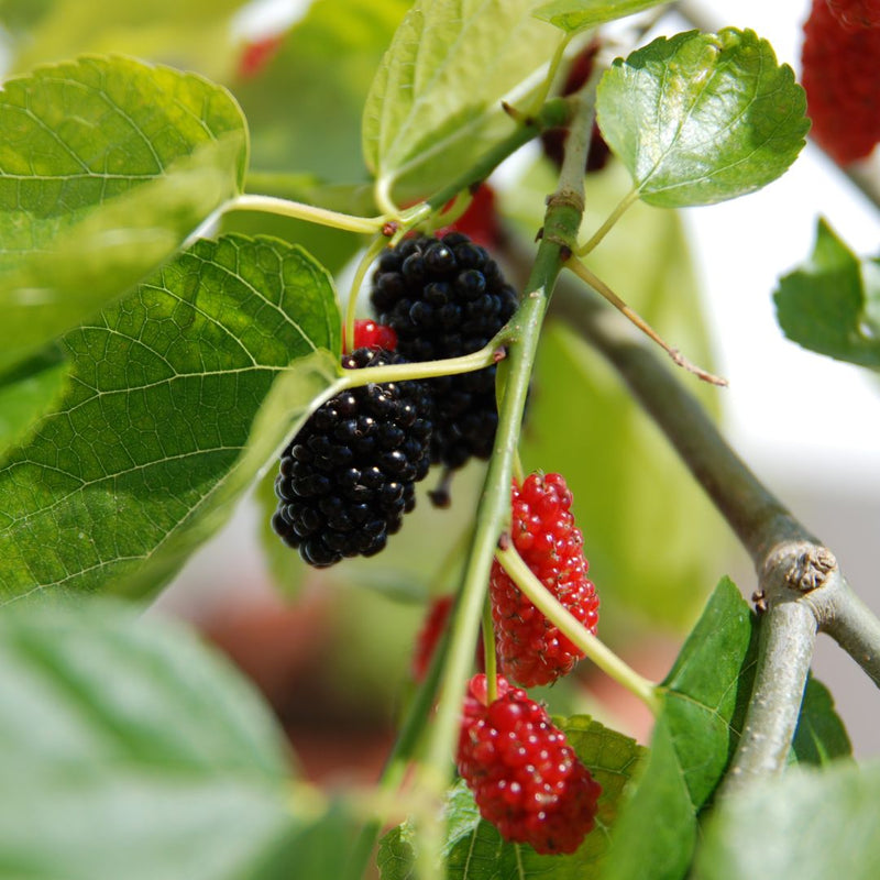 Black Mulberry