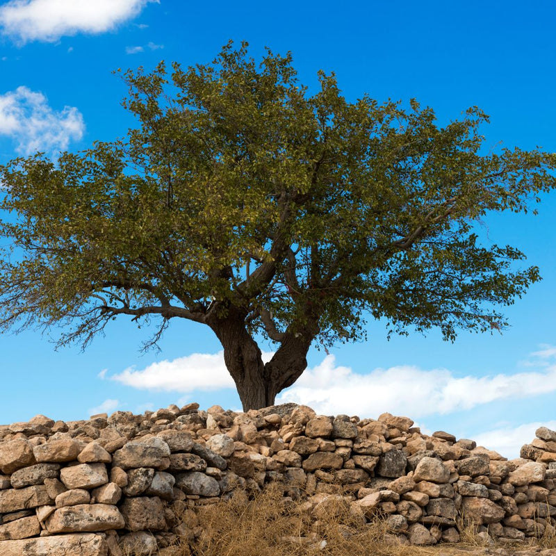 Black Mulberry